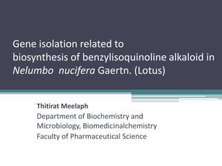 Gene isolation related to
biosynthesis of benzylisoquinoline alkaloid in
Nelumbo nucifera Gaertn. (Lotus)
Thitirat Meelaph
Department of Biochemistry and
Microbiology, Biomedicinalchemistry
Faculty of Pharmaceutical Science
 