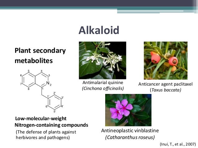 Алкалоид в чайных листьях. Хелидонин алкалоид. Алкалоиды это. Алкалоид протоберберин. Алкалоиды винки.