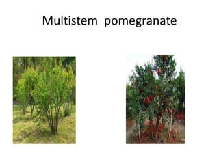 Multistem pomegranate
 
