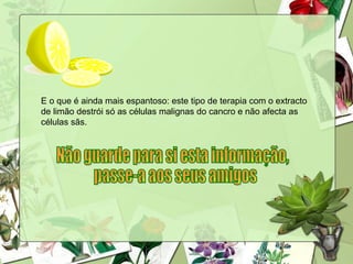 E o que é ainda mais espantoso: este tipo de terapia com o extracto de limão destrói só as células malignas do cancro e não afecta as células sãs.  Não guarde para si esta informação, passe-a aos seus amigos 