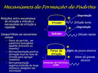 Mecanismos de Formação de Padrões
Relações entre mecanismos
de ativação e inibição e
mecanismos de atração e
repulsão

+
ACTIVATEUR
Ativador

-

Compartilham um mecanismo
comum

– Ponto de partida: um
substrato homogêneo
(padrão diferente ou
ausente)
– Retroalimentação positiva
(ativação local ou taxa de
atração para agregar
tamanho)
– Retroalimentação
negativa (inibição de larga
distancia, desgaste nos
indivíduos)

-

+
INHIBITEUR
Inibidor

Força da
Atração

Degradação

Difusão lenta
Degradação

Difusão rápida

+
Efeito de pouca alcance

+

CONSUMO DE PARTICULA
LIVRE

Efeito de grande
alcance

 