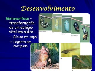 Desenvolvimento
Metamorfose –
transformação
de um estágio
vital em outro.
– Girino em sapo
– Lagarta em
mariposa

 