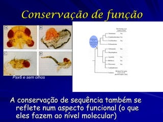 Conservação de função

Pax6 e sem olhos

A conservação de sequência também se
reflete num aspecto funcional (o que
eles fazem ao nível molecular)

 