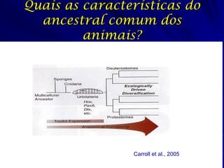 Quais as características do
ancestral comum dos
animais?

Carroll et al., 2005

 