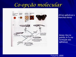 Co-opção molecular
Dll em apêndices e
manchas alares

Genes Hox no
padrão A-P e na
formação dos
apêndices

Futuyma, 2005

 