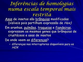 Inferências de homologias
numa escala temporal mais
restrita

Asas de insetos são brânquias modificadas
(visíveis pois partilham expressão de Hox)
Em aranhas, pulmões, traqueias e fiandeiras,
expressam os mesmos genes que brânquias de
crustáceos e asas de insetos
De onde veem as diferenças?
– diferenças nos interruptores disponíveis para os

HOX

 