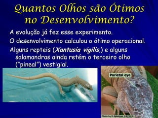 Quantos Olhos são Ótimos
no Desenvolvimento?
A evolução já fez esse experimento.
O desenvolvimento calculou o ótimo operacional.
Alguns repteis (Xantusia vigilis,) e alguns
salamandras ainda retém o terceiro olho
(“pineal”) vestigial.

 