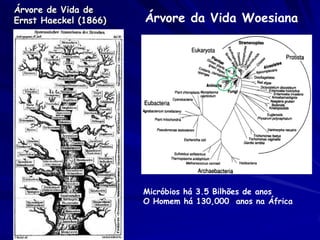 Árvore de Vida de
Ernst Haeckel (1866)

Árvore da Vida Woesiana

Micróbios há 3.5 Bilhões de anos
O Homem há 130,000 anos na África

 