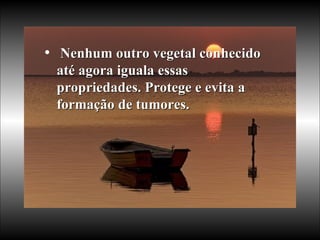 Nenhum outro vegetal conhecido até agora iguala essas propriedades. Protege e evita a formação de tumores.  