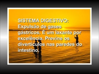SISTEMA DIGESTIVO: Expulsão de gases gástricos. É um laxante por excelência. Previne os divertículos nas paredes do intestino. 