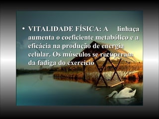 VITALIDADE FÍSICA: A  linhaça aumenta o coeficiente metabólico e a eficácia na produção de energia celular. Os músculos se recuperam da fadiga do exercício   
