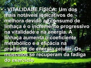 - VITALIDADE FÍSICA: Um dos mais notáveis indicativos de melhora devido ao consumo de linhaça é o incremento progressivo na vitalidade e na energia. A  linhaça aumenta o coeficiente metabólico e a eficácia na produção de energia celular. Os músculos se recuperam da fadiga do exercício   
