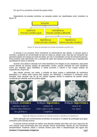 Unidade 5. Propriedades Coligativas 147 
Em que R é a constante universal dos gases ideais 
Dependendo da pressão osmótica, as soluções podem ser classificadas como mostrado na figura 19: 
Figura 19. Tipos de soluções em função da pressão osmótica (π). 
A osmose é um processo físico importante na sobrevivência das células. A osmose ajuda a controlar o gradiente de concentração de sais em todas as células vivas. Este tipo de transporte não apresenta gastos de energia por parte da célula, por isso é considerado um tipo de transporte passivo. Esse processo está relacionado com a pressão de vapor dos líquidos envolvidos que é regulada pela quantidade de soluto no solvente. 
Quando uma célula é colocada num meio hipertônico em relação ao seu citoplasma, esta perde volume através de osmose (estado de plasmólise). Porém, quando colocada em meio hipotônico (como por exemplo, água destilada), a célula aumenta o volume e fica túrgida (estado de turgescência). (Figura 20) 
Nas células animais, por vezes, a entrada de água supera a elasticidade da membrana plasmática e a célula sofre ruptura (lise celular); em hemácias, o fenômeno é conhecido como hemólise. Esta situação não se dá em células vegetais devido à existência de parede celular constituída por celulose, que lhe confere rigidez. 
Figura 20. Glóbulos vermelhos em solução isotônica, hipotônica e hipertônica. 
Outra aplicação dos conhecimentos envolvidos na osmose é o método de purificação que água, conhecido como osmose reversa. 
A osmose reversa consiste em aplicar uma elevada pressão para fazer com que a água flua de uma solução mais concentrada para uma solução menos concentrada, através de uma membrana semipermeável. Podemos utilizar a osmose reversa para obter a dessalinização das águas dos  
