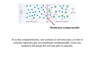 Membrana semipermeable
Si en dos compartimientos, uno contiene el solvente puro y el otro la
solución separados por una membrana semipermeable, existe una
tendencia del pasaje del solvente para la solución.
 