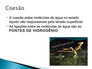  A coesão pelas moléculas de água no estado
liquido são responsáveis pela tensão superficial.
 As ligações entre as moléculas de água são as
PONTES DE HIDROGÊNIO
 