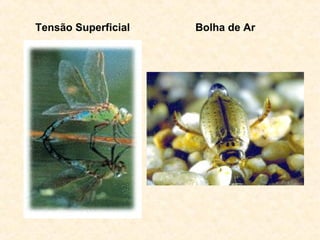 Tensão Superficial Bolha de Ar
 