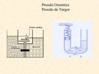 Pressão Osmótica
Pressão de Turgor
 