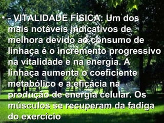 - VITALIDADE FÍSICA: Um dos mais notáveis indicativos de melhora devido ao consumo de linhaça é o incremento progressivo na vitalidade e na energia. A  linhaça aumenta o coeficiente metabólico e a eficácia na produção de energia celular. Os músculos se recuperam da fadiga do exercício   
