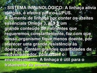 - SISTEMA INMUNOLÓGICO: A linhaça alivia alergias, é efetiva para o LUPUS. A semente de linhaça por conter os azeites essenciais Omega 3, 6, 9 e um grande conteúdo de nutrientes que requeremos constantemente, faz com que nosso organismo fique menos doente, por oferecer uma grande resistência às doenças. Contém grandes quantidades de rejuvenescedor, pois retém o envelhecimento. A linhaça é útil para o tratamento da anemia.   