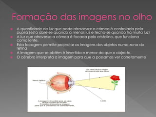  A quantidade de luz que pode atravessar a córnea é controlada pela
pupila (esta abre-se quando à menos luz e fecha-se quando há muita luz)
 A luz que atravessa a córnea é focada pelo cristalino, que funciona
como lente.
 Esta focagem permite projectar as imagens dos objetos numa zona da
retina
 A imagem que se obtém é invertida e menor do que o objecto.
 O cérebro interpreta a imagem para que a possamos ver corretamente
 