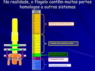 Maquina bioquímica

Funções novas emergem da
combinação dos
componentes

Partes Individuais

Componentes
originam com funções
diferentes.

 