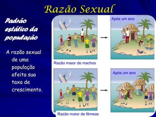 Razão Sexual
Padrão
estático da
população
A razão sexual
de uma
população
afeita sua
taxa de
crescimento.

Após um ano

Ra...