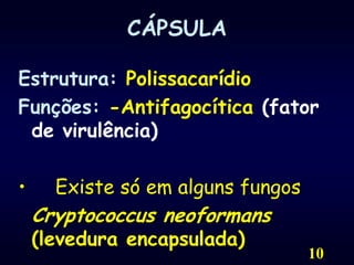 10CÁPSULAEstrutura: Polissacarídio Funções: -Antifagocítica(fator de virulência) •     Existe só em alguns fungos	Cryptococcus neoformans (levedura encapsulada)