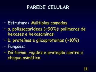 11PAREDE CELULAREstrutura: Múltiplas camadasa. polissacarídeos (~90%): polímeros de hexoses e hexosaminasb. proteínas e glicoproteínas (~10%)Funções:Dá forma, rigidez e proteção contra o choque osmótico