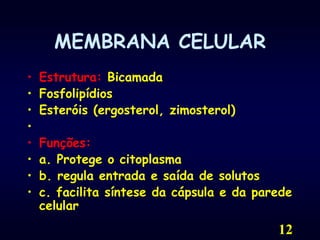 12MEMBRANA CELULAREstrutura: BicamadaFosfolipídiosEsteróis (ergosterol, zimosterol) Funções:a. Protege o citoplasmab. regula entrada e saída de solutosc. facilita síntese da cápsula e da parede celular 