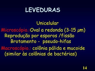 14LEVEDURASUnicelularMicroscópio.:Oval a redonda (3-15 µm) Reprodução por esporos /fissão			Brotamento -  pseudo-hifas 	Macroscópio.: colônia pálida e mucoide (similar às colônias de bactérias)