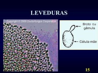 15LEVEDURAS