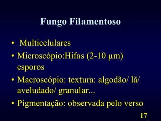 17Fungo Filamentoso MulticelularesMicroscópio:Hifas (2-10 µm) esporosMacroscópio: textura: algodão/ lã/ aveludado/ granular...Pigmentação: observada pelo verso