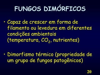 20FUNGOS DIMÓRFICOSCapaz de crescer em forma de filamento ou levedura em diferentes condições ambientais (temperatura, CO2, nutrientes)Dimorfismo térmico (propriedade de um grupo de fungos patogênicos)