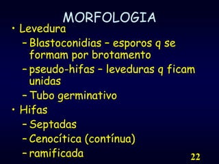 22MORFOLOGIALeveduraBlastoconidias – esporos q se formamporbrotamentopseudo-hifas – leveduras q ficamunidasTubogerminativoHifasSeptadasCenocítica (contínua)ramificada