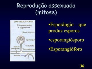 36Reprodução assexuada (mitose)Esporângio – queproduzesporos