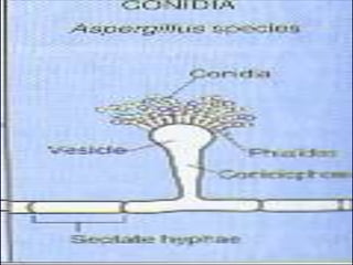 39Reprodução assexuada (mitose)Conídio – esporoassexual40