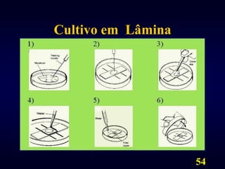 54Cultivo em  Lâmina