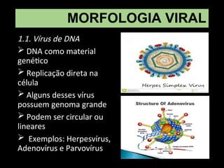 MORFOLOGIA VIRAL
1.1. Vírus de DNA
 DNA como material
genético
 Replicação direta na
célula
 Alguns desses vírus
possuem genoma grande
 Podem ser circular ou
lineares
 Exemplos: Herpesvírus,
Adenovírus e Parvovírus
 