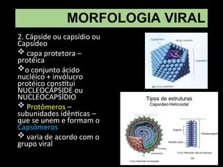 MORFOLOGIA VIRAL
2. Cápside ou capsídio ou
Capsídeo
 capa protetora –
protéica
o conjunto ácido
nucléico + invólucro
protéico constitui
NUCLEOCÁPSIDE ou
NUCLEOCAPSÍDIO
 Protômeros –
subunidades idênticas –
que se unem e formam o
Capsômeros
 varia de acordo com o
grupo viral
 