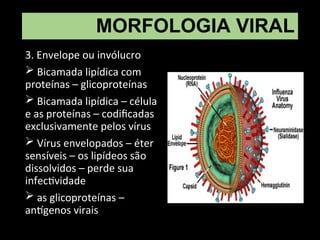 MORFOLOGIA VIRAL
3. Envelope ou invólucro
 Bicamada lipídica com
proteínas – glicoproteínas
 Bicamada lipídica – célula
e as proteínas – codificadas
exclusivamente pelos vírus
 Vírus envelopados – éter
sensíveis – os lipídeos são
dissolvidos – perde sua
infectividade
 as glicoproteínas –
antígenos virais
 