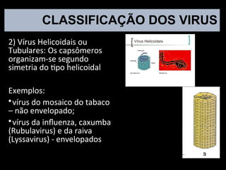 CLASSIFICAÇÃO DOS VIRUS
2) Vírus Helicoidais ou
Tubulares: Os capsômeros
organizam-se segundo
simetria do tipo helicoidal
Exemplos:

vírus do mosaico do tabaco
– não envelopado;

vírus da influenza, caxumba
(Rubulavirus) e da raiva
(Lyssavirus) - envelopados
 