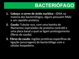 1. Cabeça: o cerne de ácido nucléico - (DNA na
maioria dos bacteriófagos, alguns possuem RNA)
e um capsídio proteíco.
2. Cauda: Tubular oco, com uma bainha de
filamentos espiralados de proteína contrátil e
uma placa basal a qual se ligam prolongamento
(fibras da cauda).
3. Fibras da cauda: regiões protéicas específicas de
ligação (ancoragem) do bacteriófago com a
células hospedeira.
BACTERIÓFAGO
 