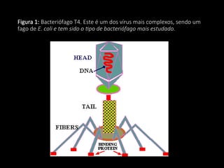 Figura 1: Bacteriófago T4. Este é um dos vírus mais complexos, sendo um
fago de E. coli e tem sido o tipo de bacteriófago mais estudado.
 