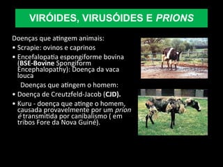 Doenças que atingem animais:
• Scrapie: ovinos e caprinos
• Encefalopatia espongiforme bovina
(BSE-Bovine Spongiform
Encephalopathy): Doença da vaca
louca
Doenças que atingem o homem:
• Doença de Creutzfeld-Jacob (CJD).
• Kuru - doença que atinge o homem,
causada provavelmente por um prion
é transmitida por canibalismo ( em
tribos Fore da Nova Guiné).
VIRÓIDES, VIRUSÓIDES E PRIONS
 