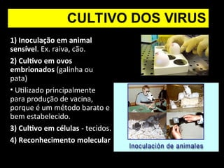 CULTIVO DOS VIRUS
1) Inoculação em animal
sensível. Ex. raiva, cão.
2) Cultivo em ovos
embrionados (galinha ou
pata)
• Utilizado principalmente
para produção de vacina,
porque é um método barato e
bem estabelecido.
3) Cultivo em células - tecidos.
4) Reconhecimento molecular
 