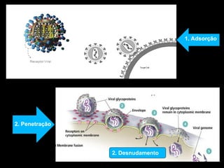 1. Adsorção
2. Penetração
2. Desnudamento
 