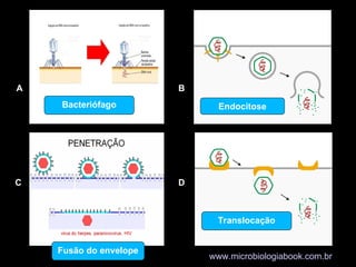 C
A B
D
www.microbiologiabook.com.br
Bacteriófago Endocitose
Fusão do envelope
Translocação
 