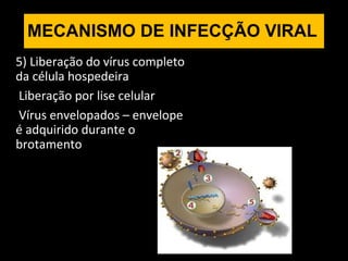5) Liberação do vírus completo
da célula hospedeira
Liberação por lise celular
Vírus envelopados – envelope
é adquirido durante o
brotamento
MECANISMO DE INFECÇÃO VIRAL
 