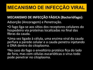 MECANISMO DE INFECÇÃO FÁGICA (Bacteriófago):
Adsorção (Ancoragem) e Penetração.
•O fago liga-se aos sítios dos receptores celulares do
hospedeiro via proteínas localizadas no final das
fibras da cauda.
•Uma vez ligado à célula, uma enzima viral da cauda
perfura a parede celular e a cauda penetra injetando
o DNA dentro do citoplasma.
•No caso do fago o envoltório protéico fica do lado
de fora, mas com células eucarióticas o vírus todo
pode penetrar no citoplasma.
MECANISMO DE INFECÇÃO VIRAL
 