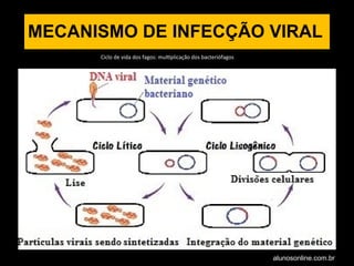 Ciclo de vida dos fagos: multiplicação dos bacteriófagos
MECANISMO DE INFECÇÃO VIRAL
alunosonline.com.br
 
